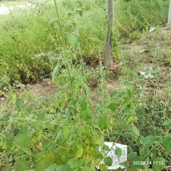 Mesosphaerum suaveolens