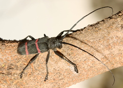 Ceroplesis orientalis