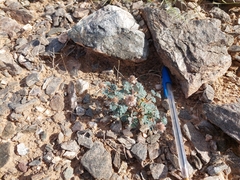 Dalea mollissima