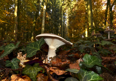 Clitocybe nebularis