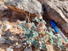 Dalea mollissima
