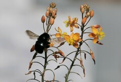 Xylocopa sonorina