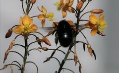 Xylocopa sonorina