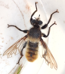 Laphria flava