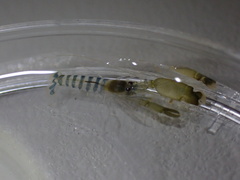 Alpheus parvirostris