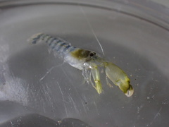 Alpheus parvirostris