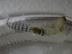 Alpheus parvirostris