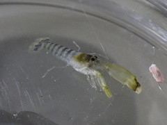 Alpheus parvirostris
