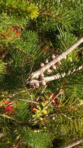 Image of Melaleuca quadrifida by (c) Kim Lapere, some rights reserved (CC BY)