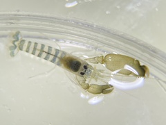 Alpheus parvirostris