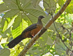 Chamaepetes goudotii