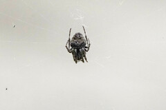 Araneus ventricosus