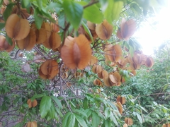 Combretum hereroense