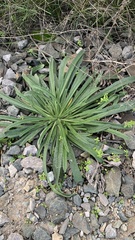 Onosma simplicissima