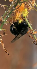 Xylocopa sonorina