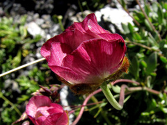 Ranunculus glacialis
