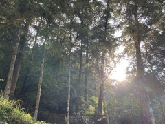 Chamaecyparis formosensis