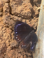 Elymnias hypermnestra