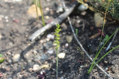 Holothrix brevipetala