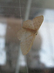 Idaea eugeniata