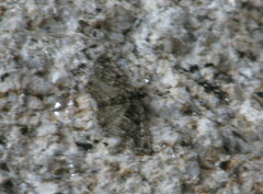 Peribatodes ilicaria