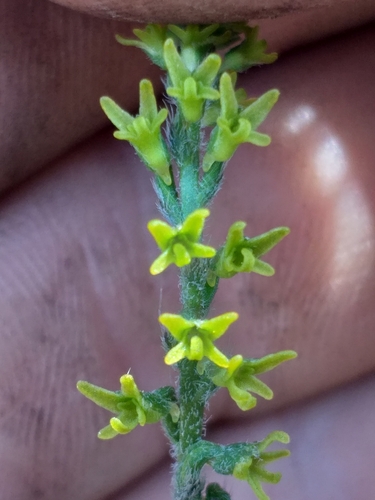 Image of Holothrix brevipetala by (c) kevin koen, some rights reserved (CC BY-SA)
