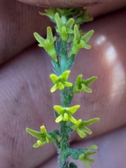 Holothrix brevipetala