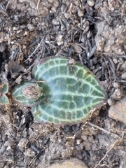 Holothrix brevipetala