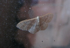 Idaea eugeniata