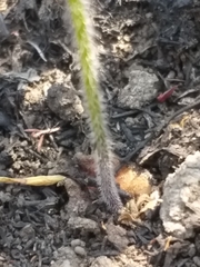 Holothrix brevipetala