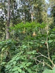 Brugmansia
