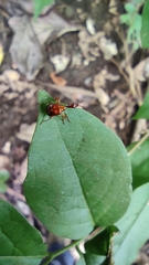 Apoderinae