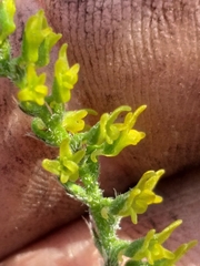 Holothrix brevipetala