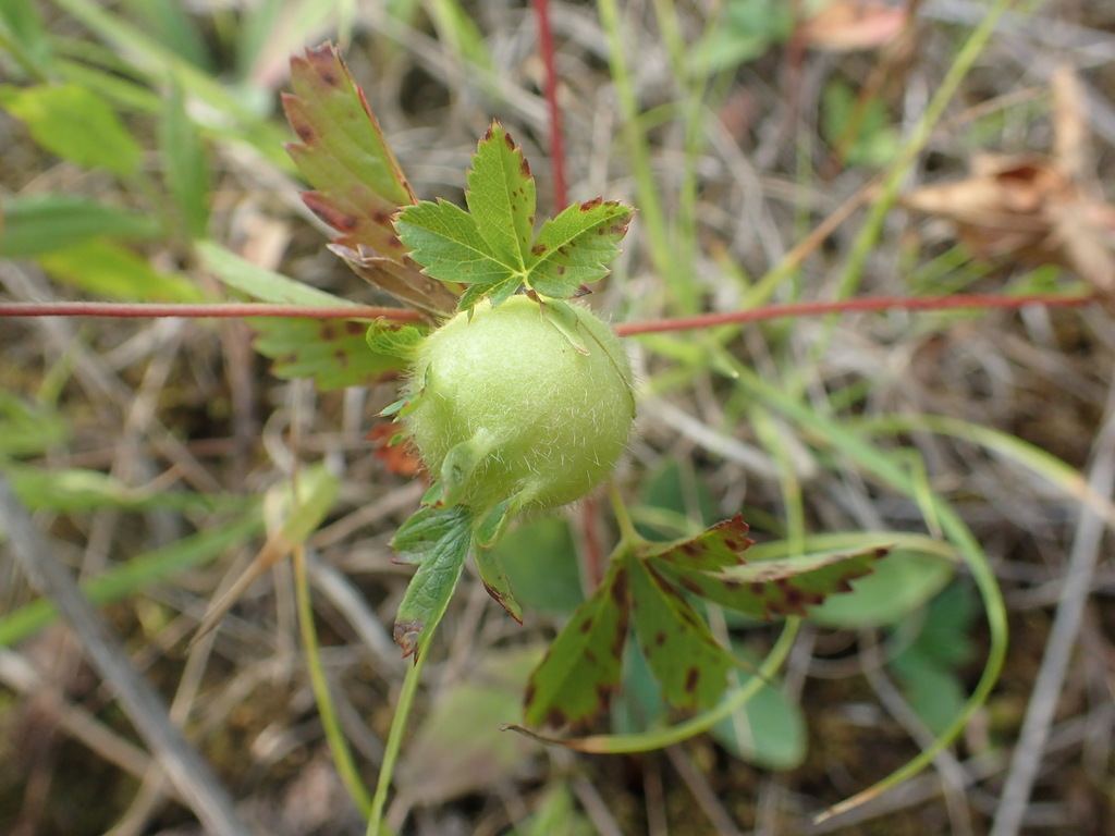 cinquefoil bud gall wasp