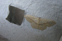 Scopula imitaria
