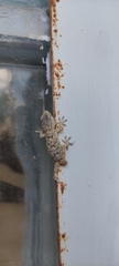 Tarentola mauritanica