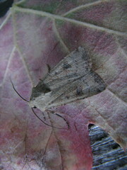 Agrotis trux