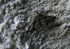 Diasemiopsis ramburialis