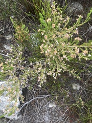 Erica imbricata