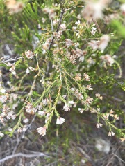Erica imbricata
