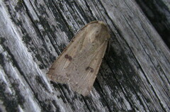 Agrotis trux