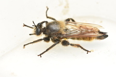 Laphria flava