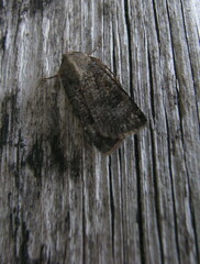 Agrotis trux