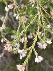 Erica imbricata