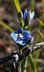 Thelymitra aemula