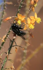 Xylocopa sonorina