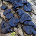 Black Witches' Butter - Photo (c) Robert Coulombe, some rights reserved (CC BY-SA)