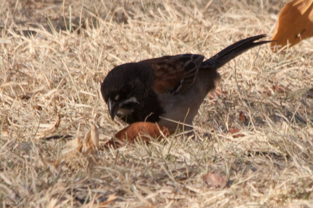 Black-chested Sparrow illustration