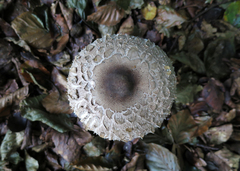 Macrolepiota mastoidea