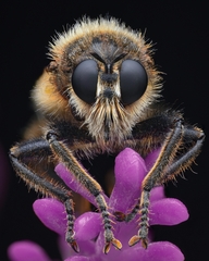 Laphria flava